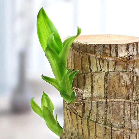 Dishita - Go Green Lucky Bomboo | Brazil Wood Potted Plant | Healthy Indoor Live Lucky Brazilian Wood Plant for Living Room | Feng Shui Plant | without Pot